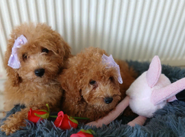 Miniature Poodle.