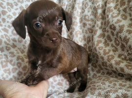 Cockapoo x chihuahua girls