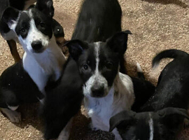 Border Collie Pups