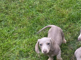 Isabella and tan mini miniature dachshund
