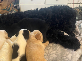 8 beautiful jackapoo puppies