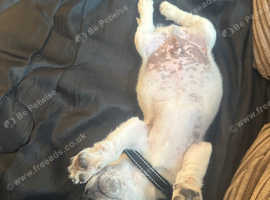 Dog sitter/boarder wanted 13 dec-7th Jan 2026