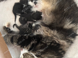 Ragdoll cross tabby long haired kittens