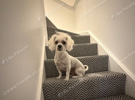 Female Maltese