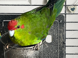 Kakarikie