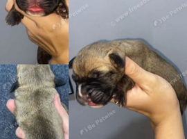 Beautiful Cane Corso X Presa Canario Pups