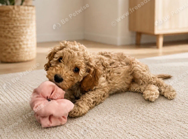 Male cockapoo