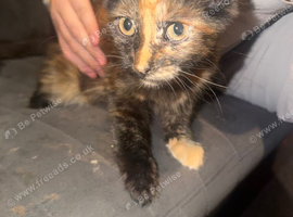 Kitten for sale
