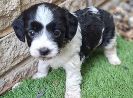 Jackapoo puppies for sale