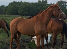 6yo unbroken tb for sale