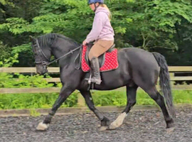 15 1 10yo black Welsh D