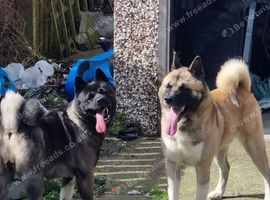 Akita pups