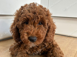 Adorable F1BB cockapoo girl for sale