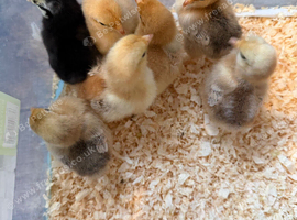 Pekin bantam chicks