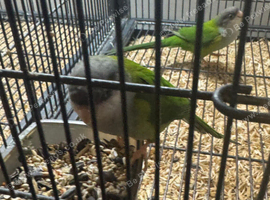 Sierra Parakeets