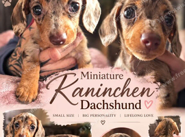 Dapple female miniature dachshund