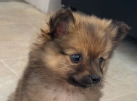 puppy Pomeranian