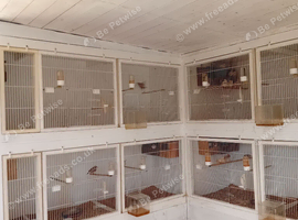 Big breeding cages