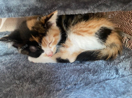 kitten