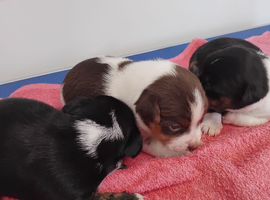 Jack Russell puppies ready 15th July