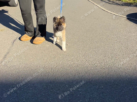 Female American Akita puppy