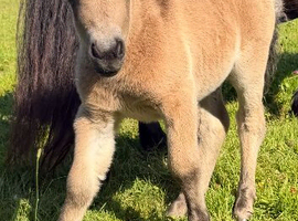 Registered Miniature Shetland filly
