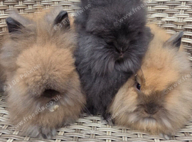 Cute double maned lionheads