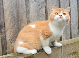 Pedigree British Shorthair Kittens