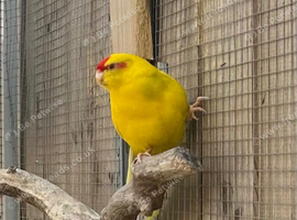 Pair of young kakarikis