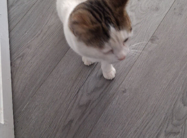 Male cat