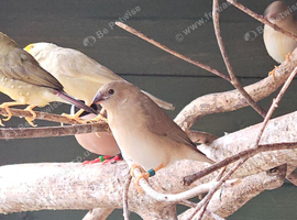 Star finch
