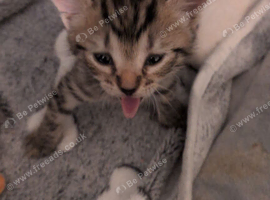 Female tabby kitten 5 weeks (ready in 3 weeks )