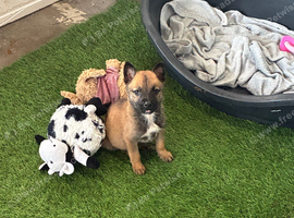 1 Belgian Malinois Female left!!