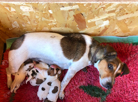 Jack Russell Puppies
