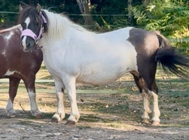Beautiful fully registered 40&rdquo; mare