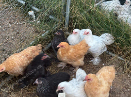 Point of lay Pekin bantam chickens