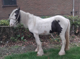 2 year old gelding