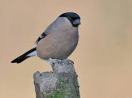 Bullfinch