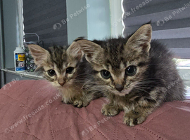 Boy tabby kitten for sale