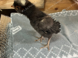 Polish bantam chicks
