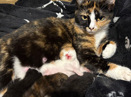 kittens for sale.