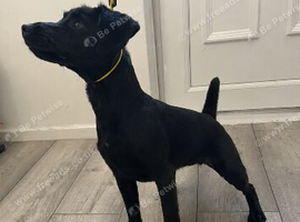 Patterdale x spaniel