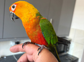 Silly tame Jenday conure