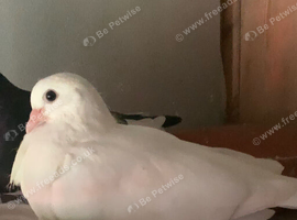 Beautiful young tumbler pigeons