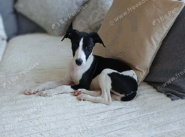 Beautiful girl whippet