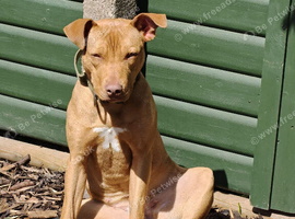 Female bull terrier mix