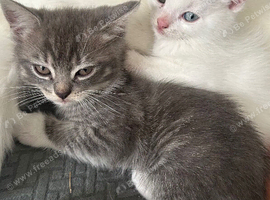 Mixed British short hair kittens
