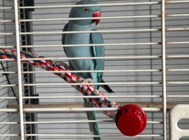indian ringneck