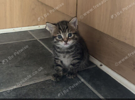Kitten