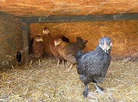 Welsummer and copper black marans